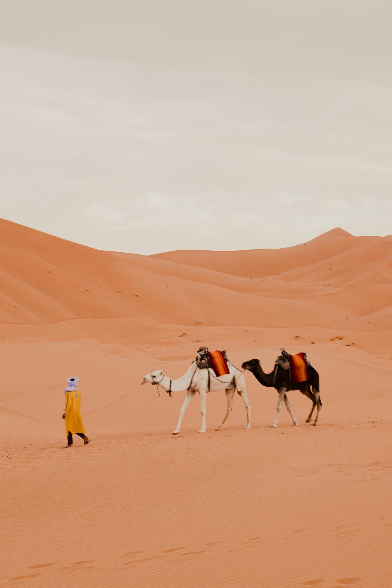 Sahara desert experience in Morocco, a camel train on the dunes