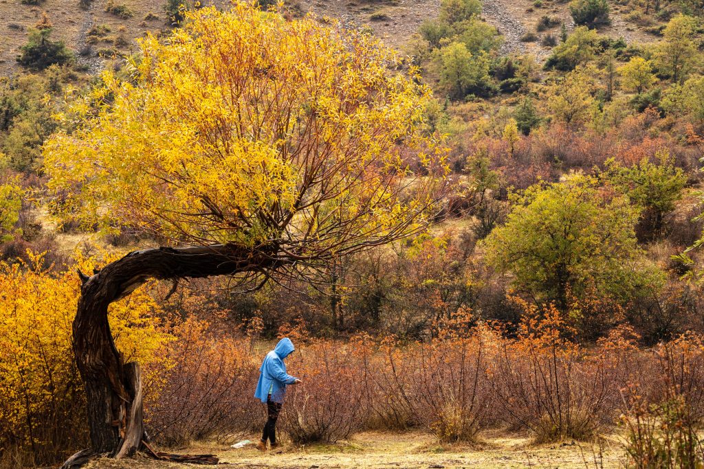 Un arbre doré dans une vallée marocaine en octobre